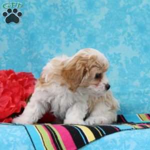 Marble, Cavachon Puppy